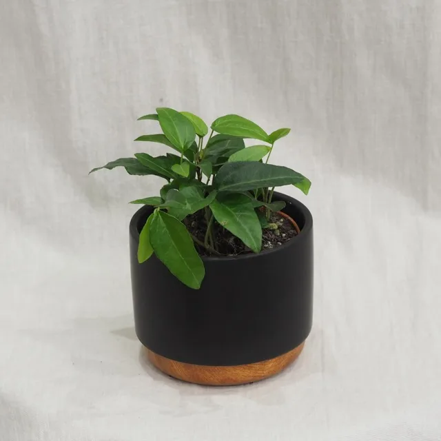 Hedera helix ‘Wonder long’
