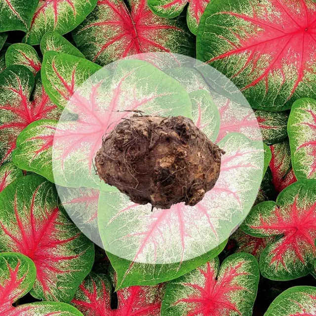 Hlíza Caladium ‘Pink Beauty’