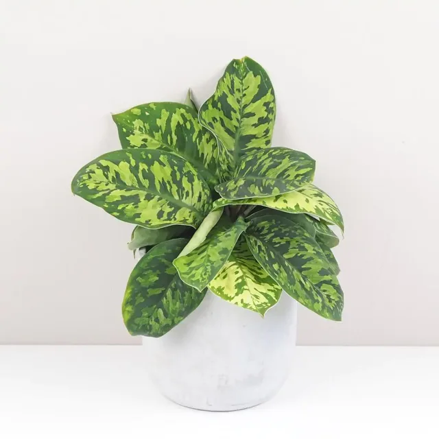 Homalomena ‘Camouflage’