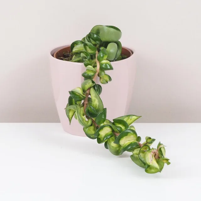 Hoya carnosa compacta variegata ‘Mauna Loa’