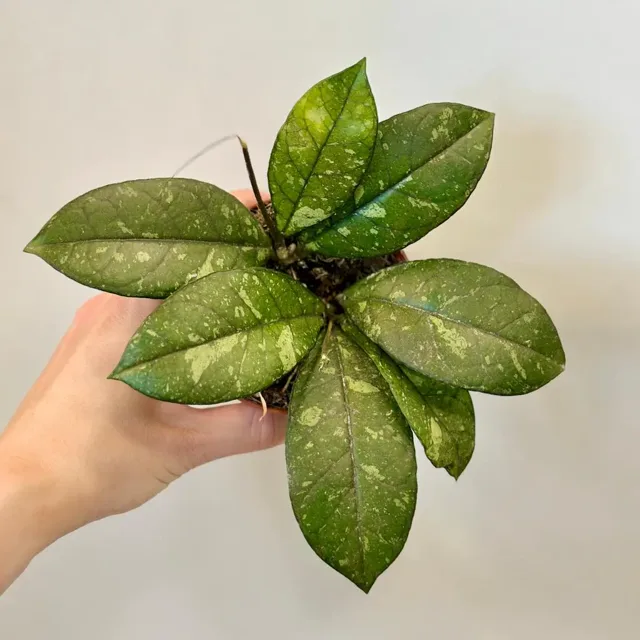Hoya crassipetiolata ‘Splash’
