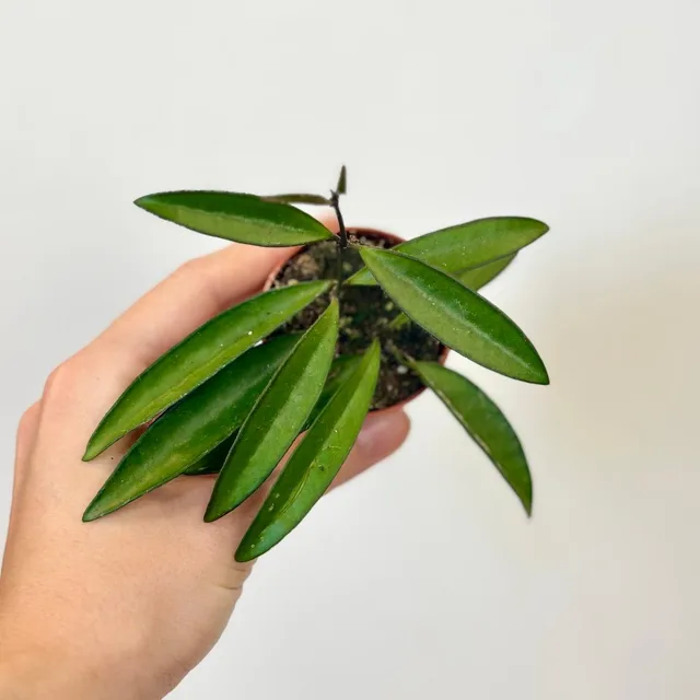 Hoya wayetii malá