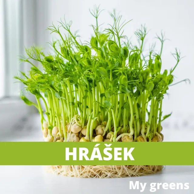 Hrášek microgreens semena 100g