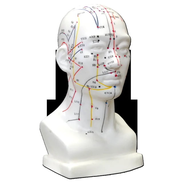 Hwato Akupunkturní model hlavy, 19 cm