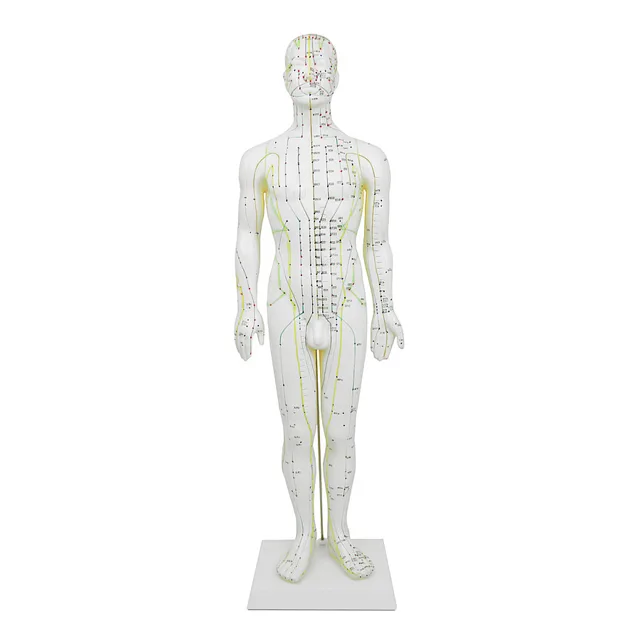 Hwato Akupunkturní model muže, 60 cm