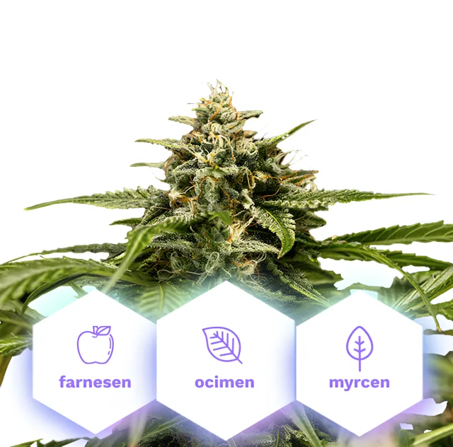 Hybrid Medusa F1 - autoflowering semena, 5 ks, Cannapio