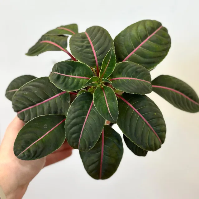 Impatiens morsei ‘Velvetea’