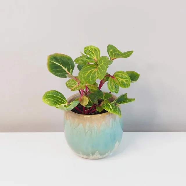 Iresine herbstii ‘Aureoreticulata’