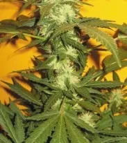 Jack 47 - feminizovaná semínka 6ks Natural Seeds