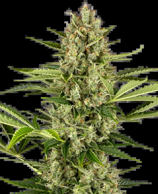 Jack Herer Automatic, 3 ks, Sensi Seeds