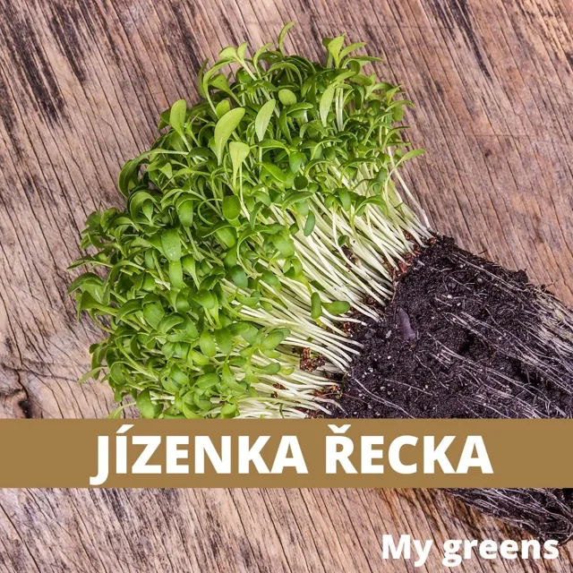 Jízenka řecká microgreens semena 20g