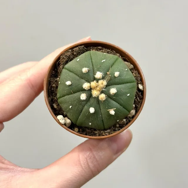 Kaktus Astrophytum asterias nudum malý