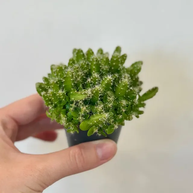 Kaktus Hylocereus undatus