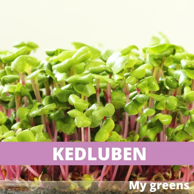 Kedluben fialový microgreens semena 40g