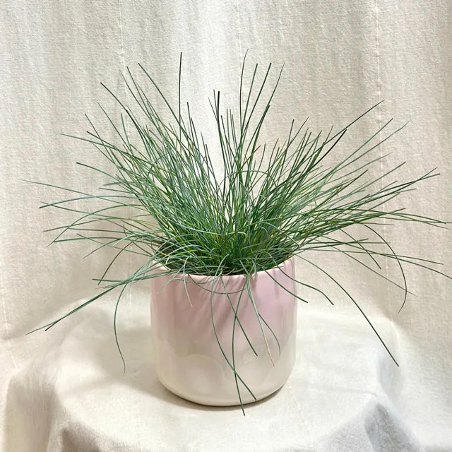 Kostřava sivá / Festuca glauca ‘Compacta Blue’