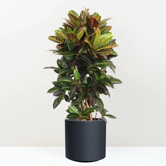 Krotónovec / Codiaeum variegatum ‘Petra’ 140 cm