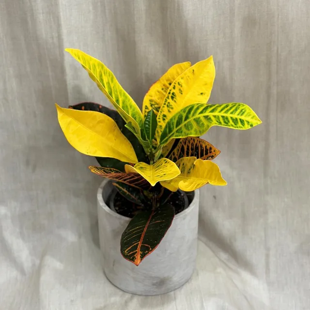 Krotónovec / Codiaeum variegatum ‘Petra’ žlutý