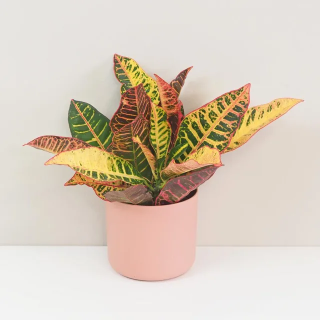 Krotónovec / Codiaeum variegatum ‘Petra’