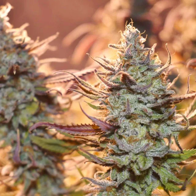 Lemon Z - feminizovaná semena, 3 ks, Dutch Passion