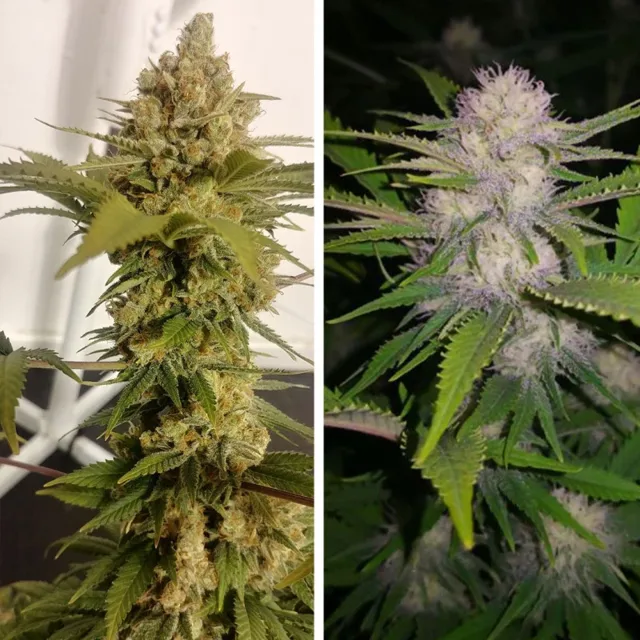 Lemon Z - feminizovaná semena, 5 ks, Dutch Passion