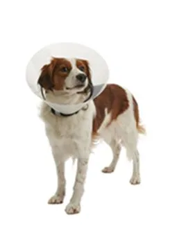 Límec ochranný Buster plastový Clic Collar 20cm