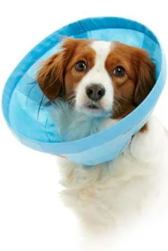 Límec ochranný Buster Soft Flex Collar 25cm