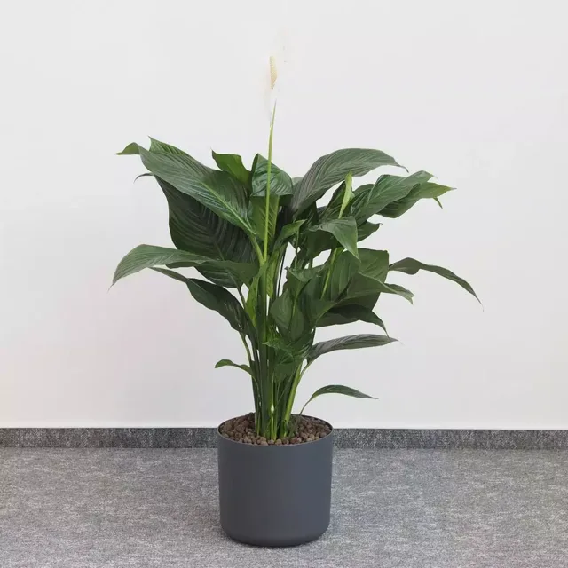 Lopatkovec / Spathiphyllum wallisii maxi