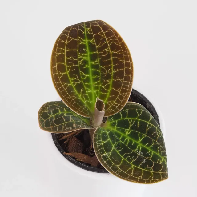 Macodes petola ‘Gold’