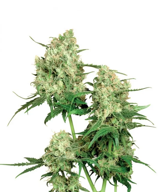 Maple Leaf - semínka 10 ks standardizovaná Sensi Seeds