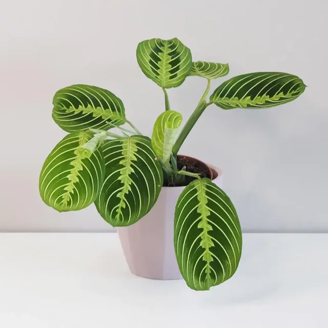 Maranta leuconeura ‘Lemon Lime’