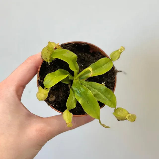 Masožravá rostlina Nepenthes × hookeriana