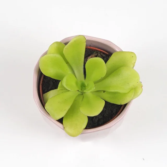 Masožravá rostlina Pinguicula agnata malá