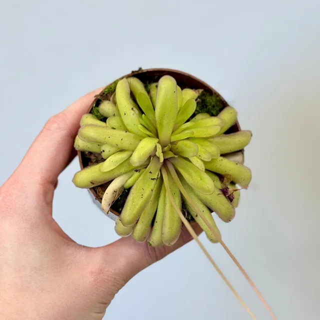 Masožravá rostlina Pinguicula Anna