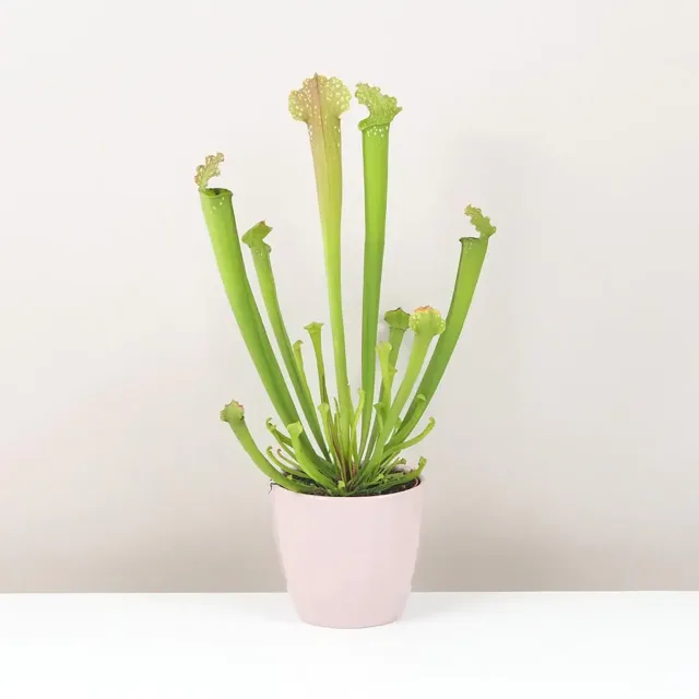 Masožravá rostlina Sarracenia malá