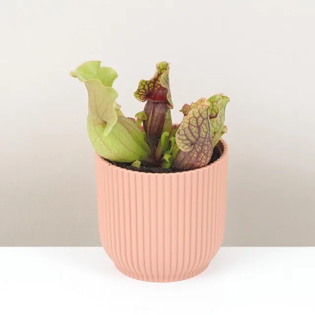 Masožravá rostlina Sarracenia purpurea venosa