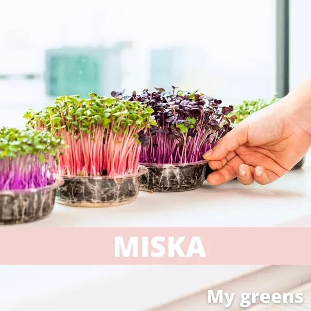 Miska na pěstování microgreens - kompostovatelná