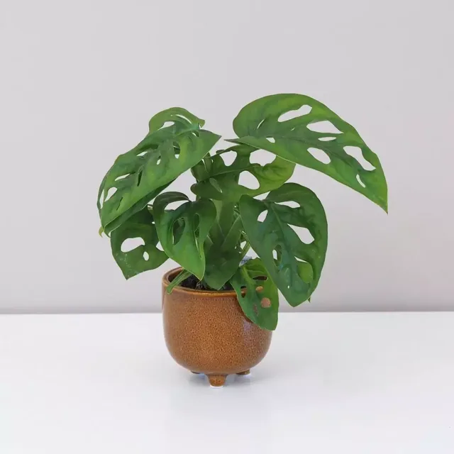 Monstera adansonii malá