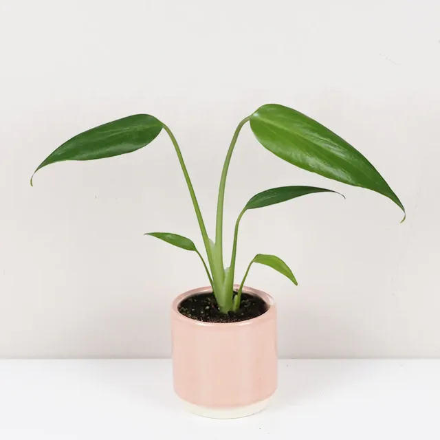 Monstera ‘Burle Marx Flame’ malá