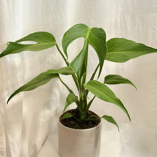 Monstera ‘Burle Marx Flame’ velká