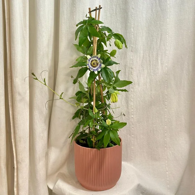 Mučenka / Passiflora caerulea velká