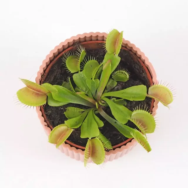Mucholapka / Dionaea muscipula malá