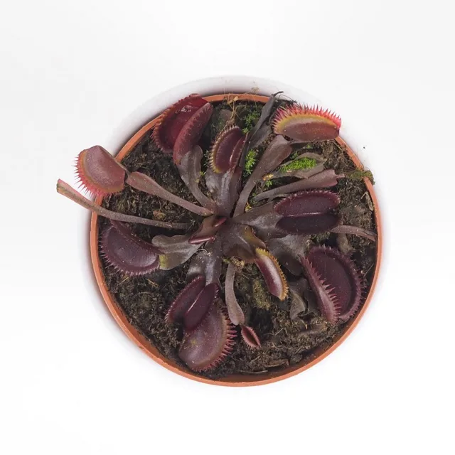 Mucholapka / Dionaea muscipula ‘Red Burgundy’