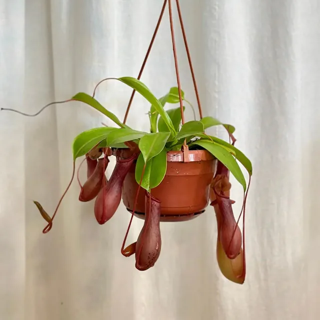 Nepenthes alata velký