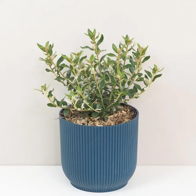 Olearia x haastii