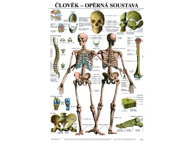 Opěrná soustava - anatomický plakát