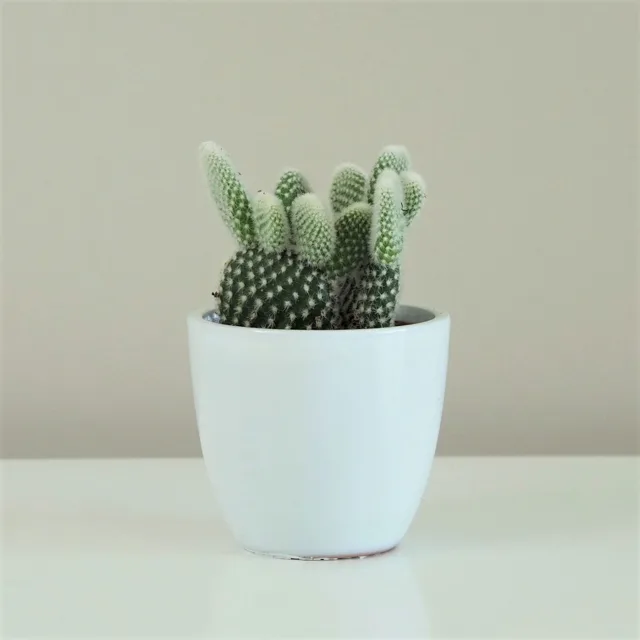 Opuntia microdasys albispina malá