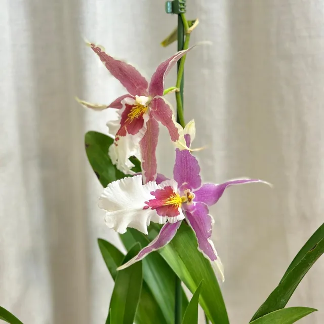 Orchidej Aliceara renaissance ‘Pink’