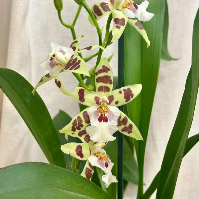 Orchidej Aliceara renaissance ‘Sage’