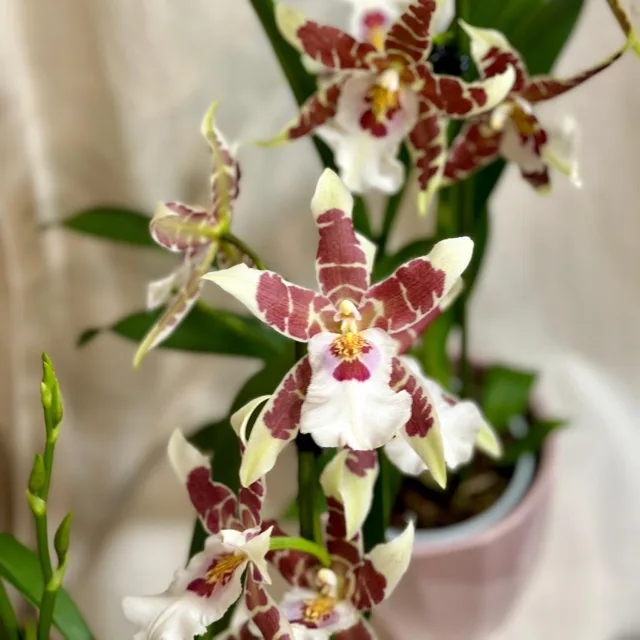 Orchidej Aliceara renaissance ‘White’
