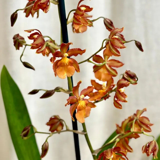 Orchidej Cambria ‘Cantante’